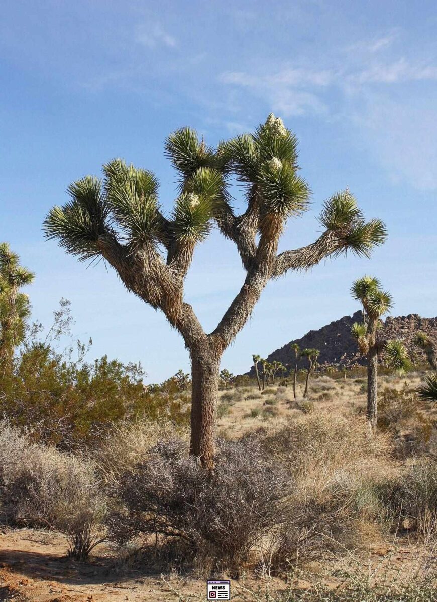 Preventing Adventure Gone Wrong: Insider Tips from Joshua Tree’s Heroic Search and Rescue Team