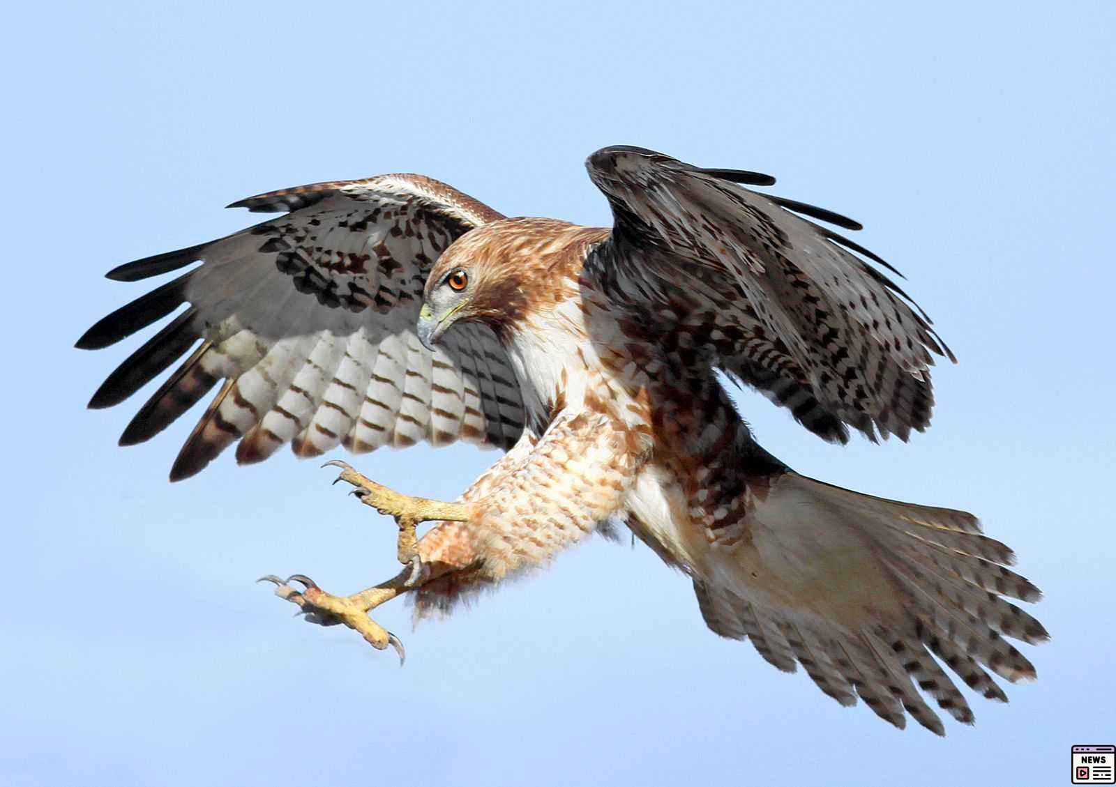 Hawks Trust Young Talent as They Head to Adelaide Final