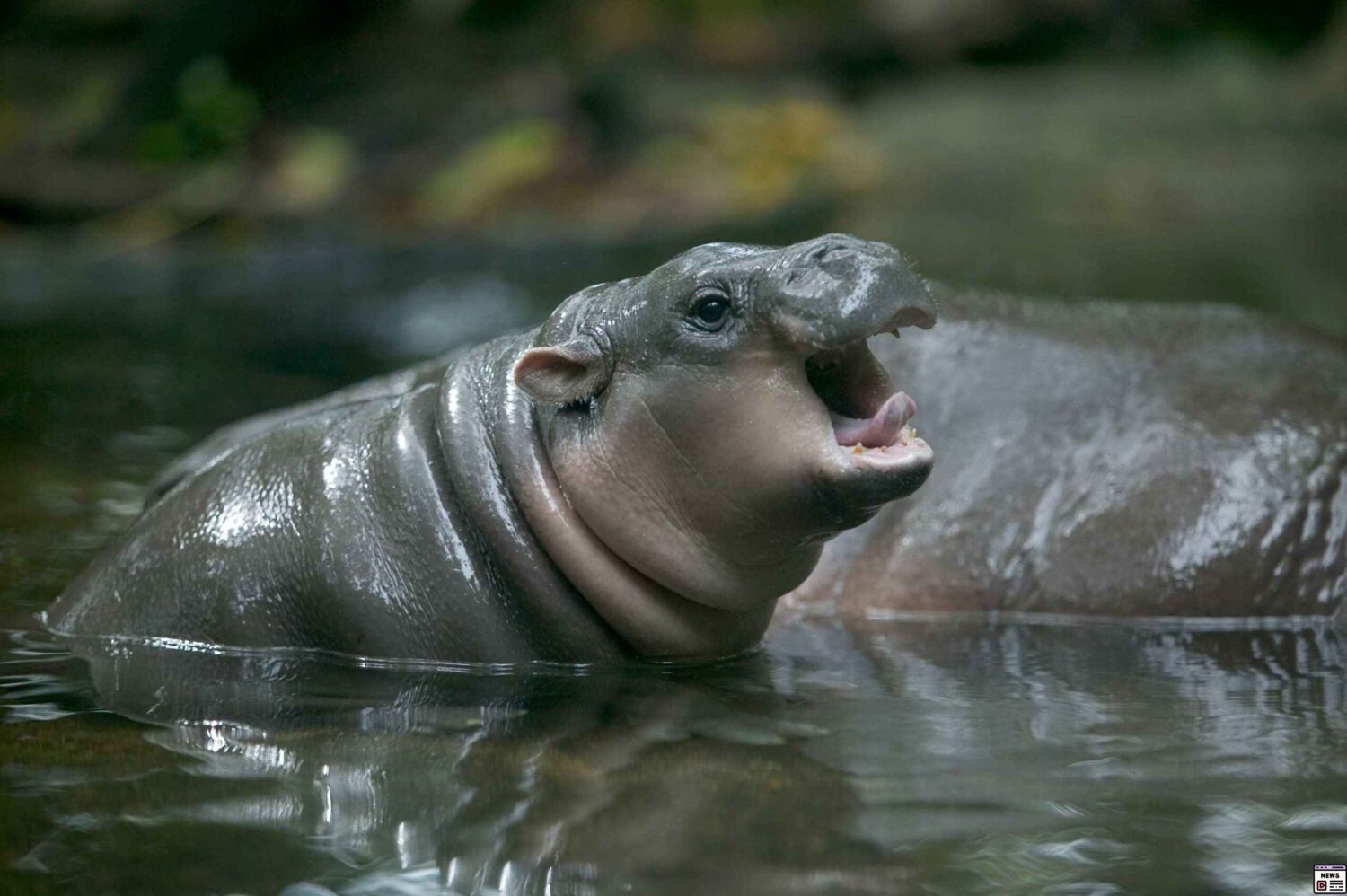 Meet Moo Deng the Adorable Baby Pygmy Hippo Stealing Hearts