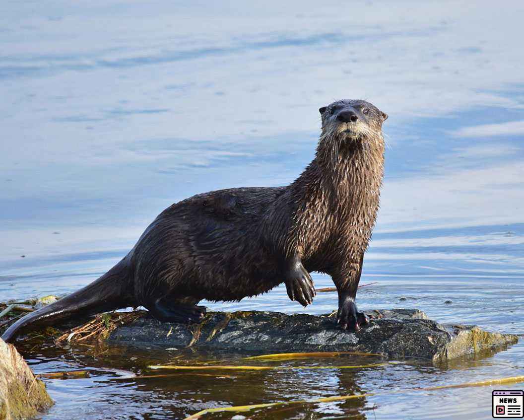River Otter Attacks Family at Washington Marina Sparking Concerns