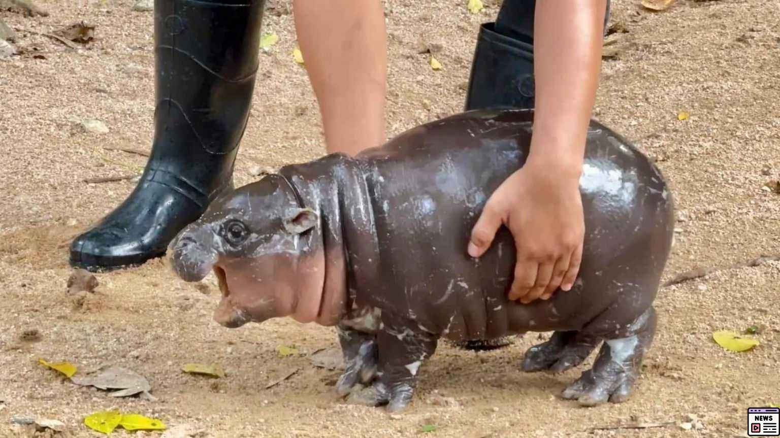 Moo Deng the Baby Pygmy Hippo Faces Fame’s Price at Thai Zoo