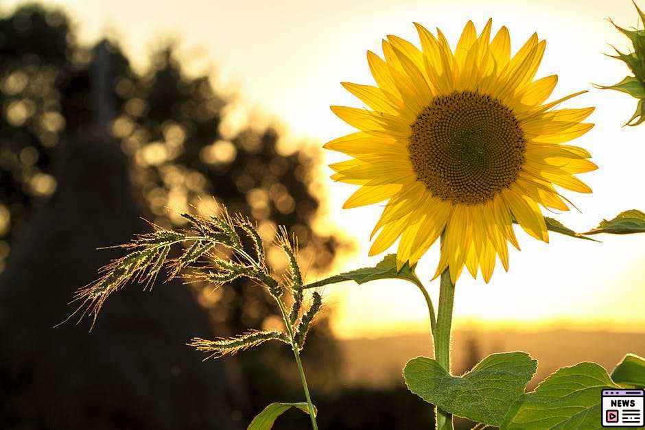 Weekend Weather Outlook: Sunshine Early with Cloudy Skies Ahead