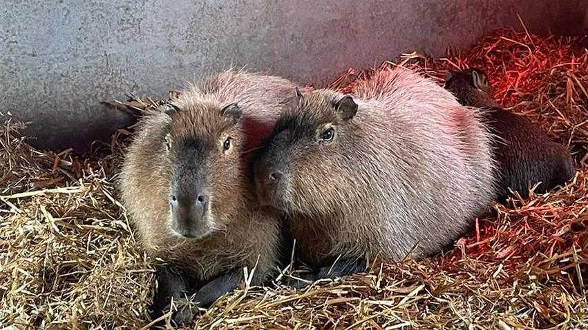 Cinnamon the Capybara: Living Freely and Stealing Hearts Everywhere