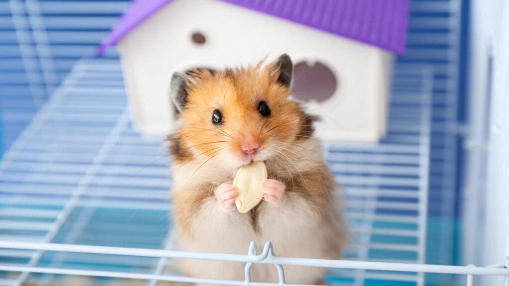 Join the Hamster Kombat Revolution and Maximize Your Airdrop Rewards