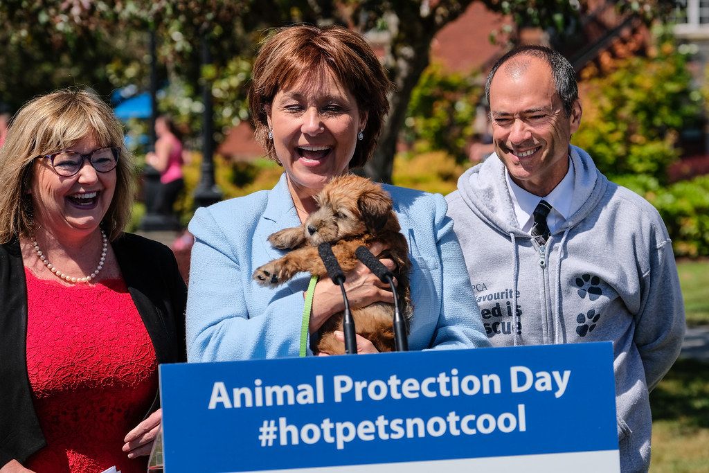 What Is the ASPCA CEO’s Salary in 2024? Insights Revealed