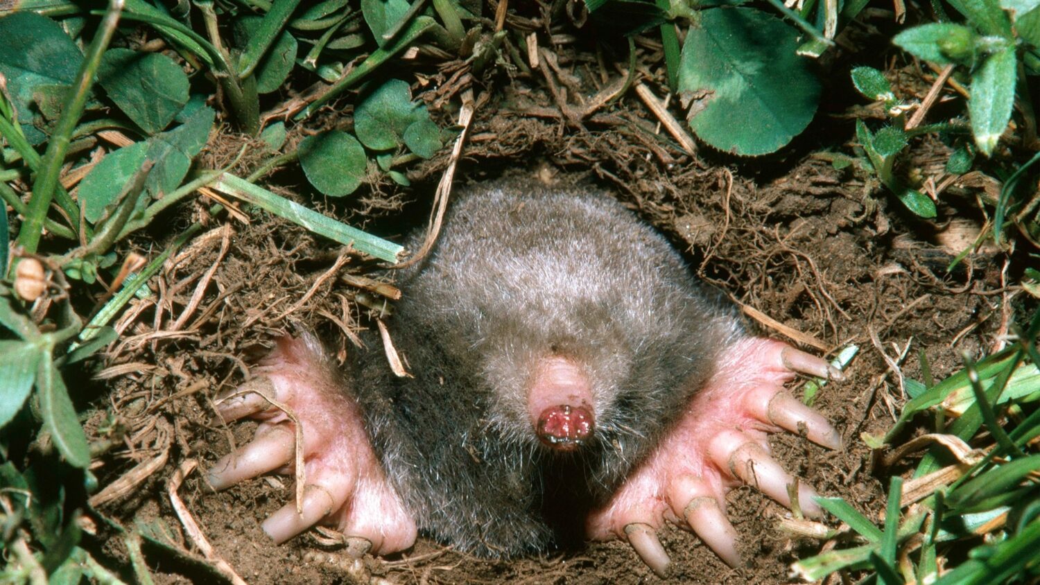 How Much Money Does the Mole Win in 2024? Insights Revealed