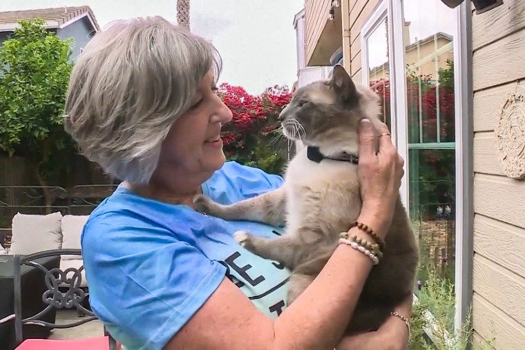 Incredible Cat Journeys 1200 km to Reunite with Family