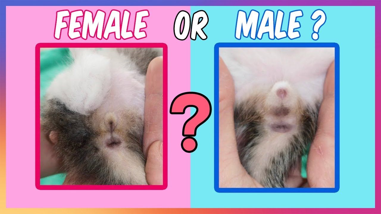 Male vs Female Kitten Differences in Your Feline Friend