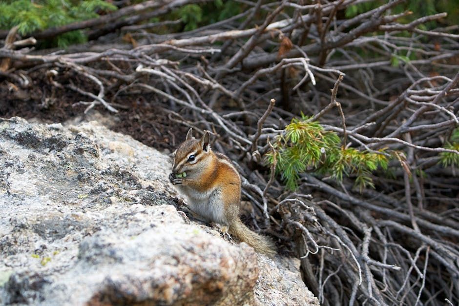 Ground Squirrel vs Chipmunk Backyard Friends