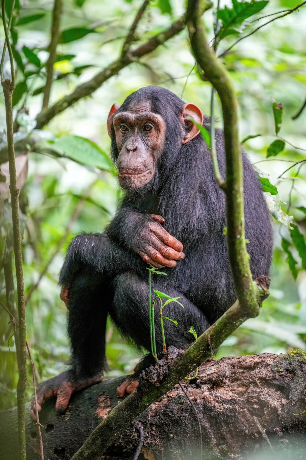 The Chimp Crazy Finale: Unveiling Primate Pet Realities and Tonia Haddix’s Journey
