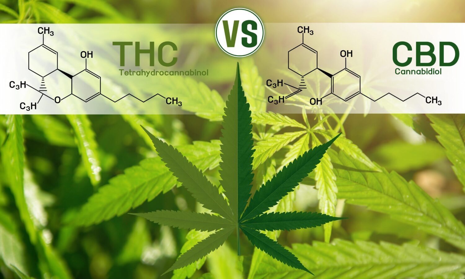 TAC vs THC The Cannabis Compounds Explained