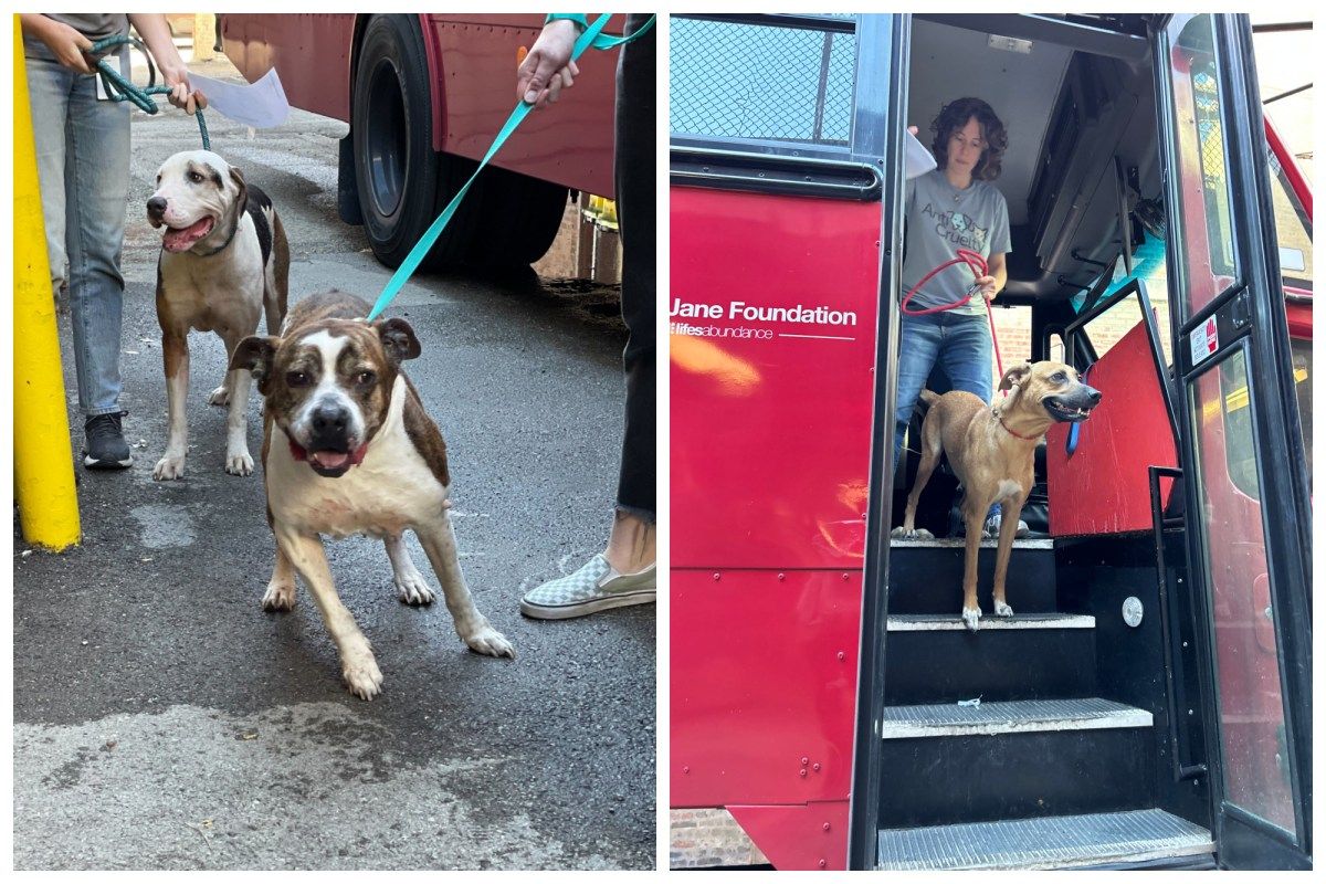Chicago Opens Hearts to Florida Dogs Displaced by Hurricane Helene