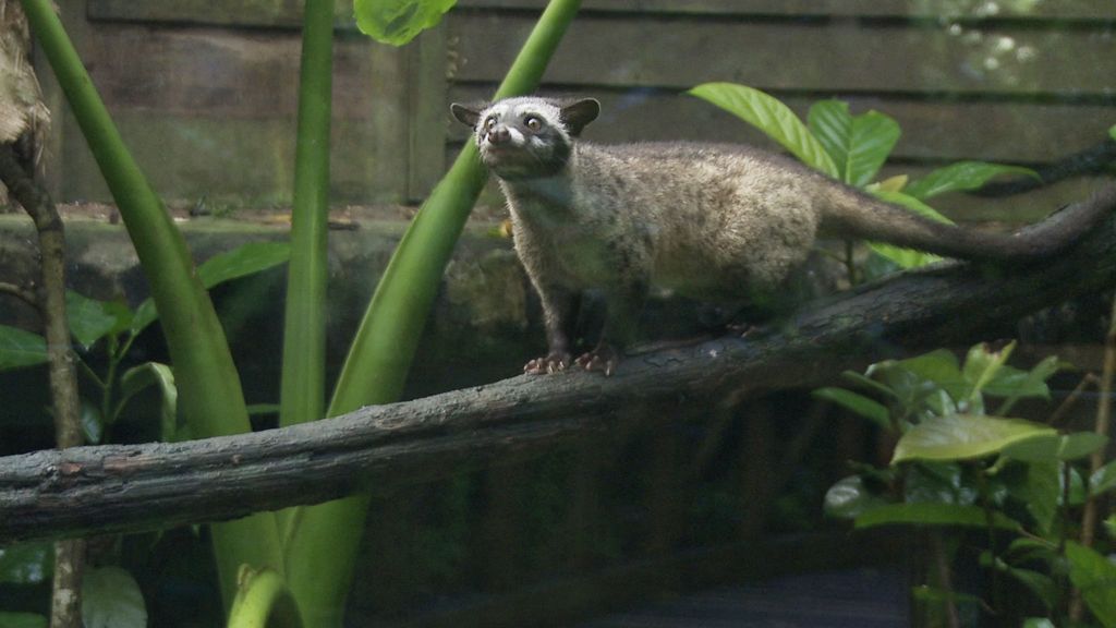 Discover Nature in Urban Life with David Attenborough