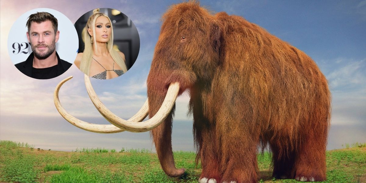 Chris Hemsworth Joins Paris Hilton’s Woolly Mammoth Revival Project